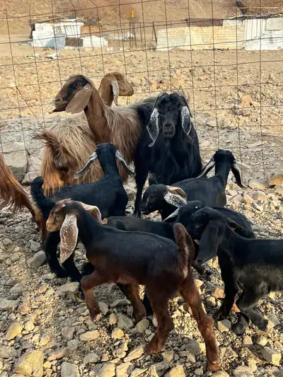 معزا مولده index