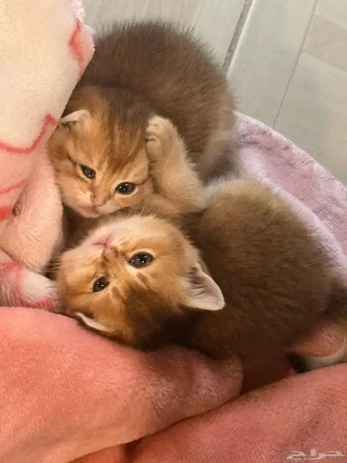 سكوتش تربل فولد 1