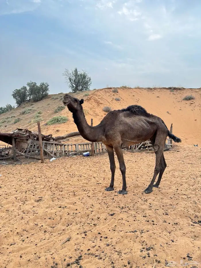 ناقه وبعير 0