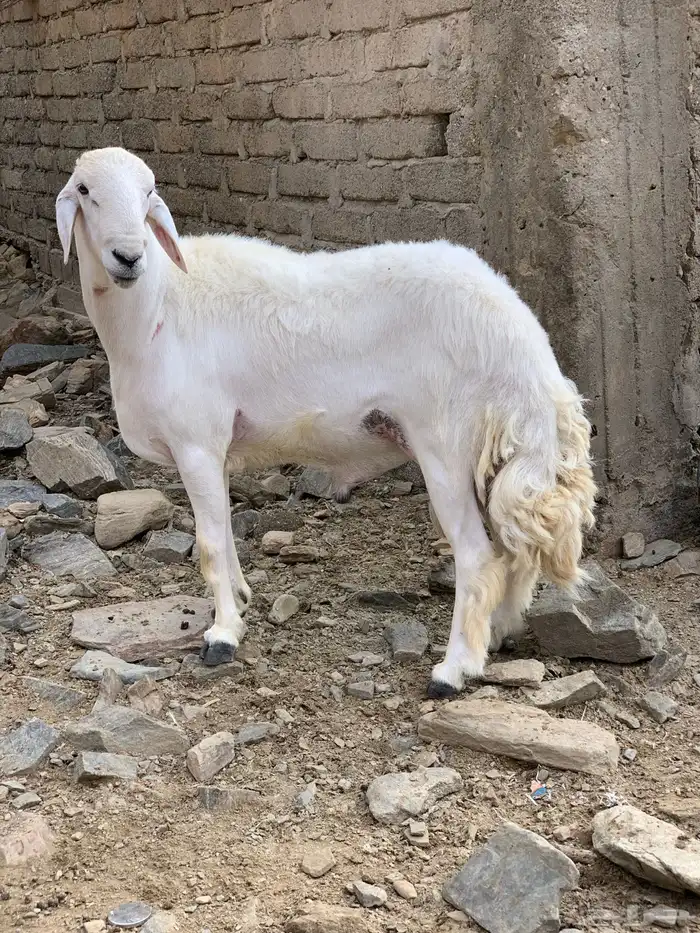 فحل حري مشروط 1