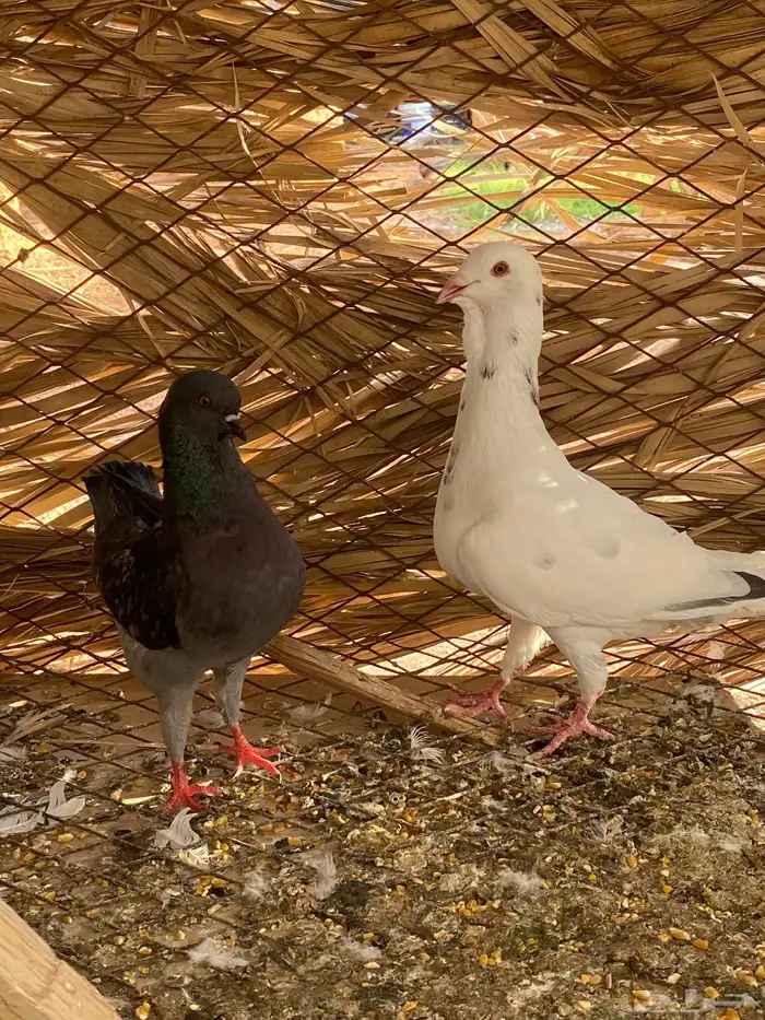 للبيع ذكر ريحاني وأنثى كنق 2