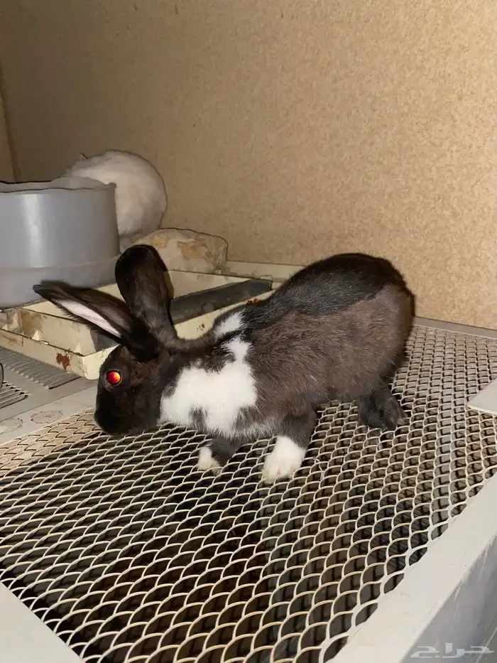 ارانب للبيع ذكر وانثى الصحه ممتازه 2