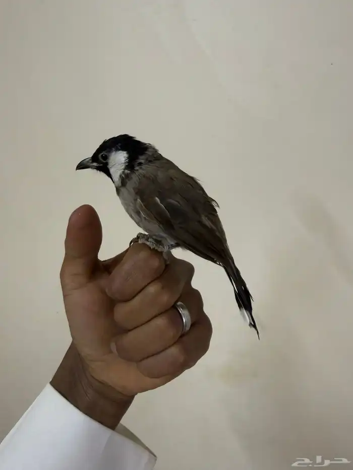 للبيع بلبول 0