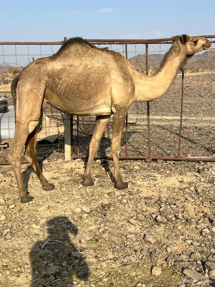 بكار لقحات وخلفات من 5800 يبلاش مراح واحد 5