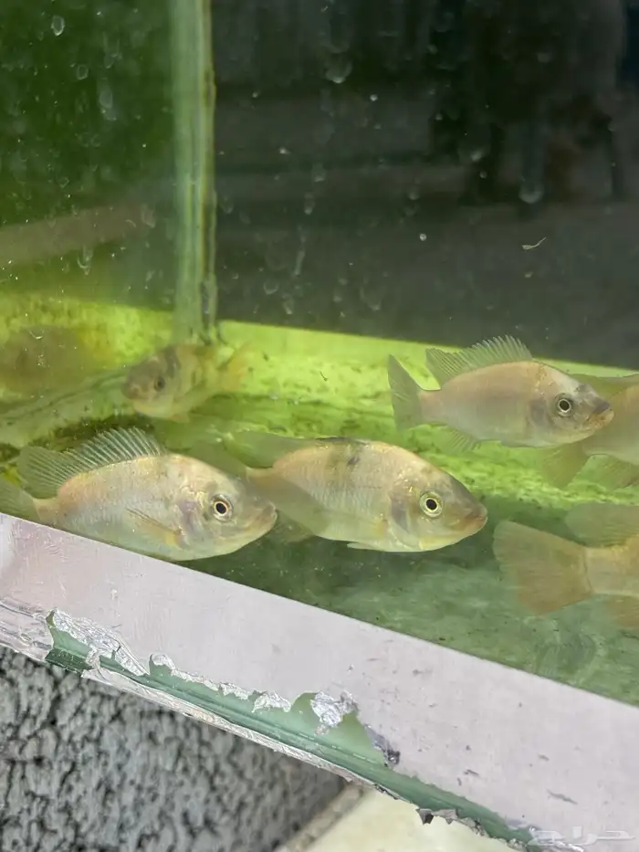 سمك سيكلد افريقي 2