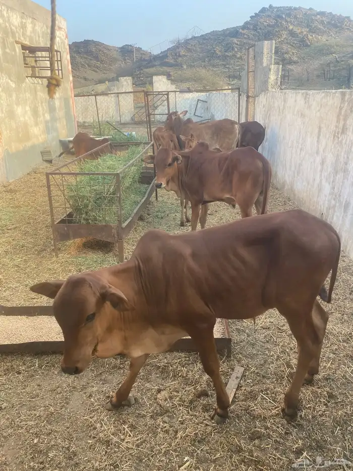 حسلان دهم بلدي 4