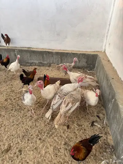 دجاج رومي index