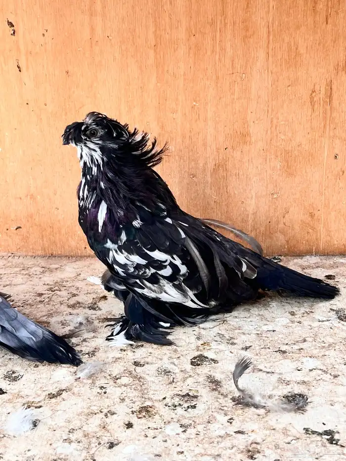 طبه بخارة سبلاش وتايقر 11