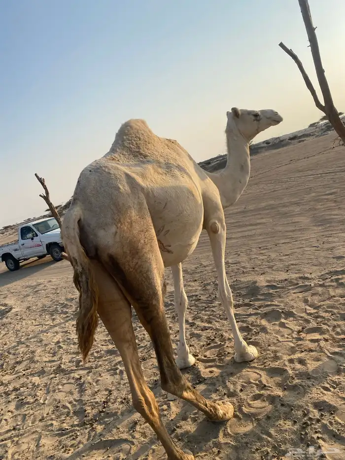 بنت ولد حبيب ملاقي على الساحل منتج 7