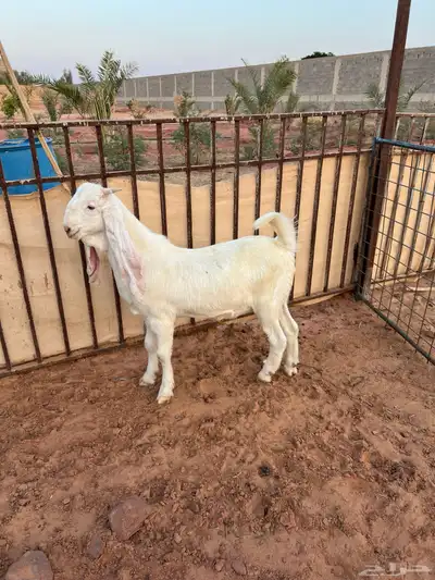 تيس ابيض ابرص index