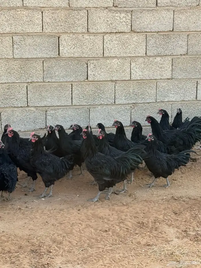 للبيع ديوك استرالوب 3 شهور ونصف (راجع اعلاناتي) 0