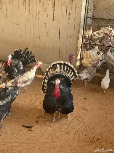 دجاج بلدي ابيض index