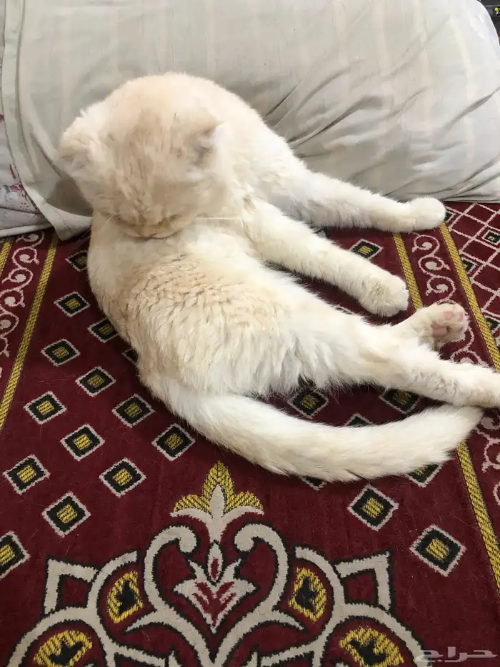 قطو ضايع في بقيق الي يعرف صاحبه يتواصل معي 5