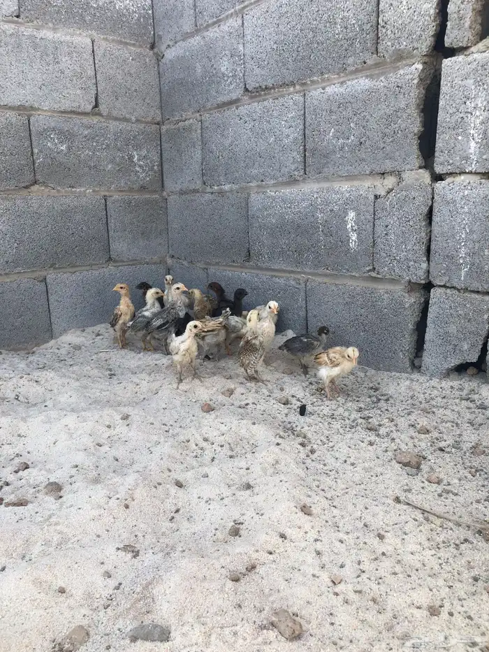 صيصان بلدي العمر شهر 2