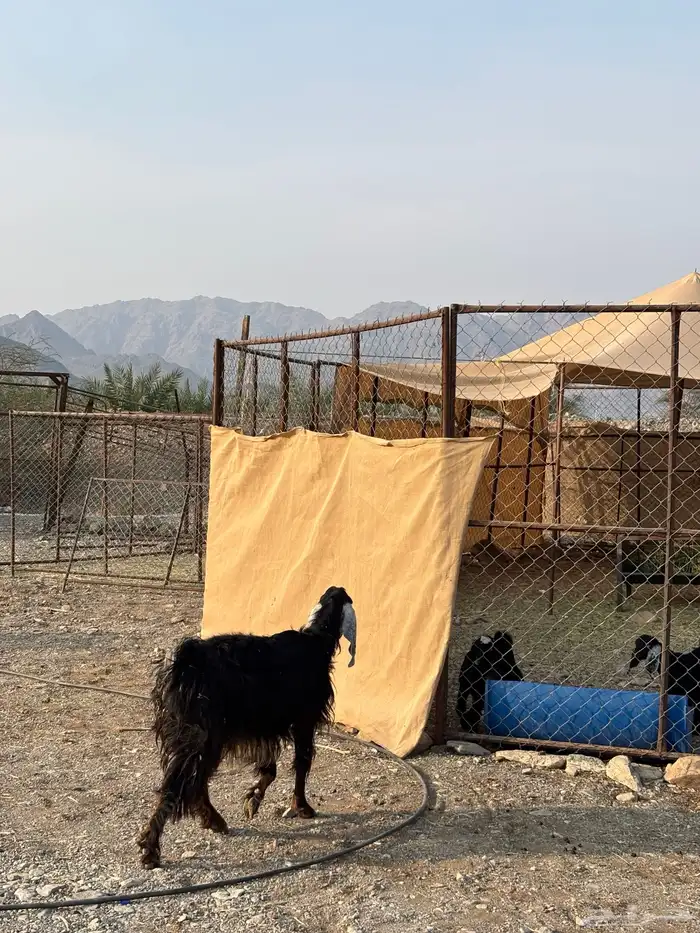 معزا عوارض 1