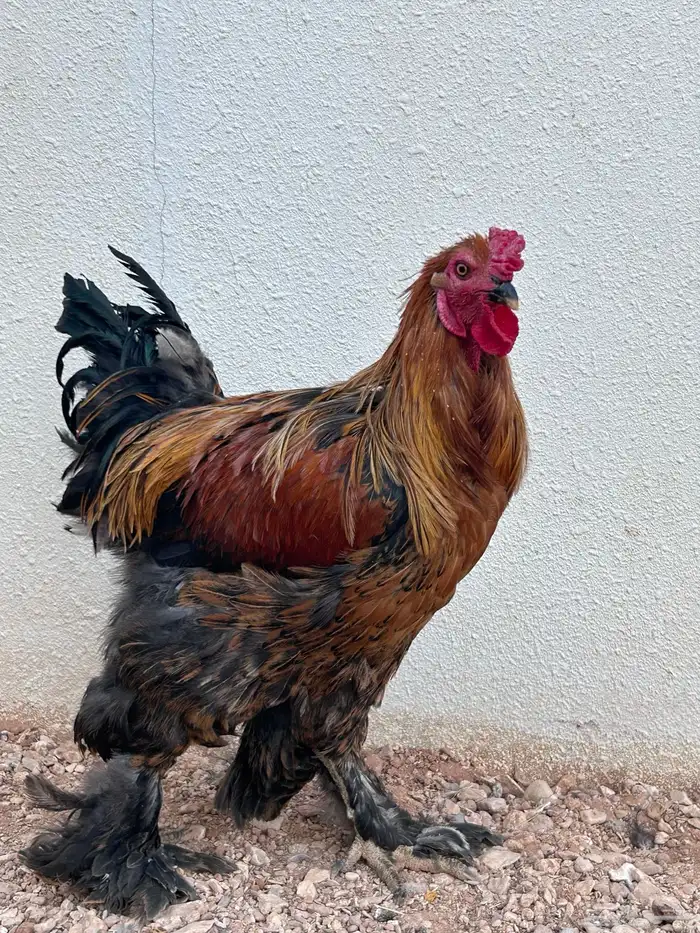 ديك براهماء 2