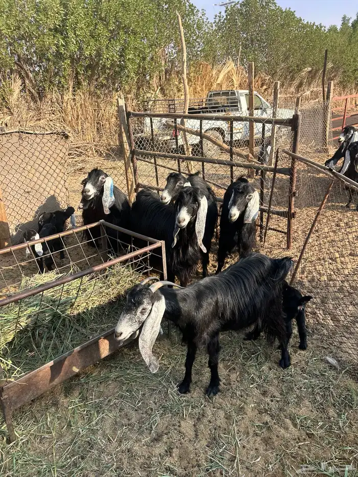 معزا متابيع 6 يتبعها9 2