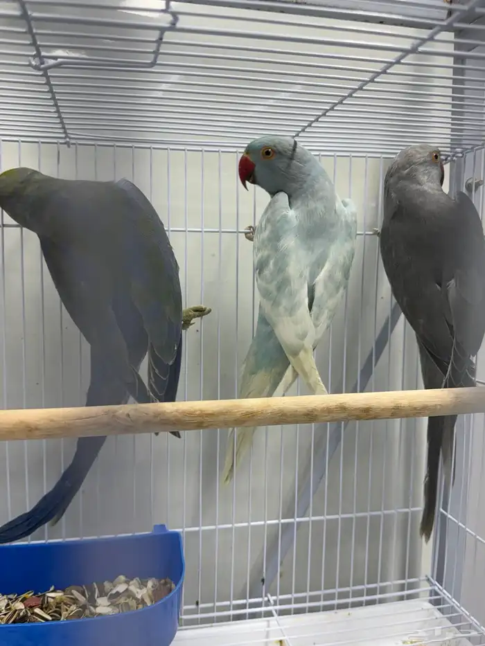 دره هولندي 7