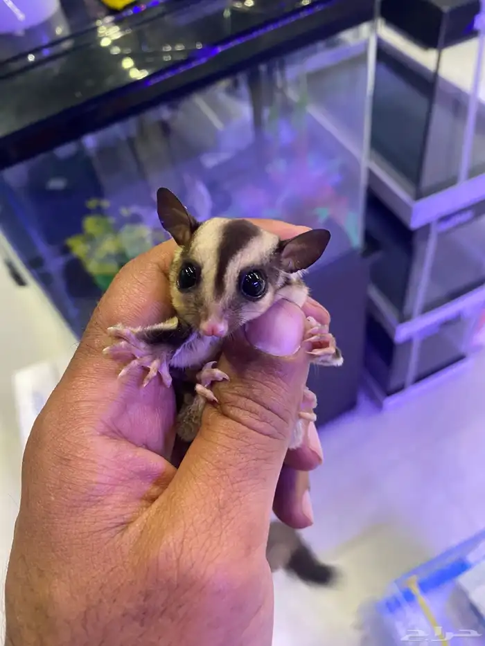 سنجاب الطائر اليفه 1