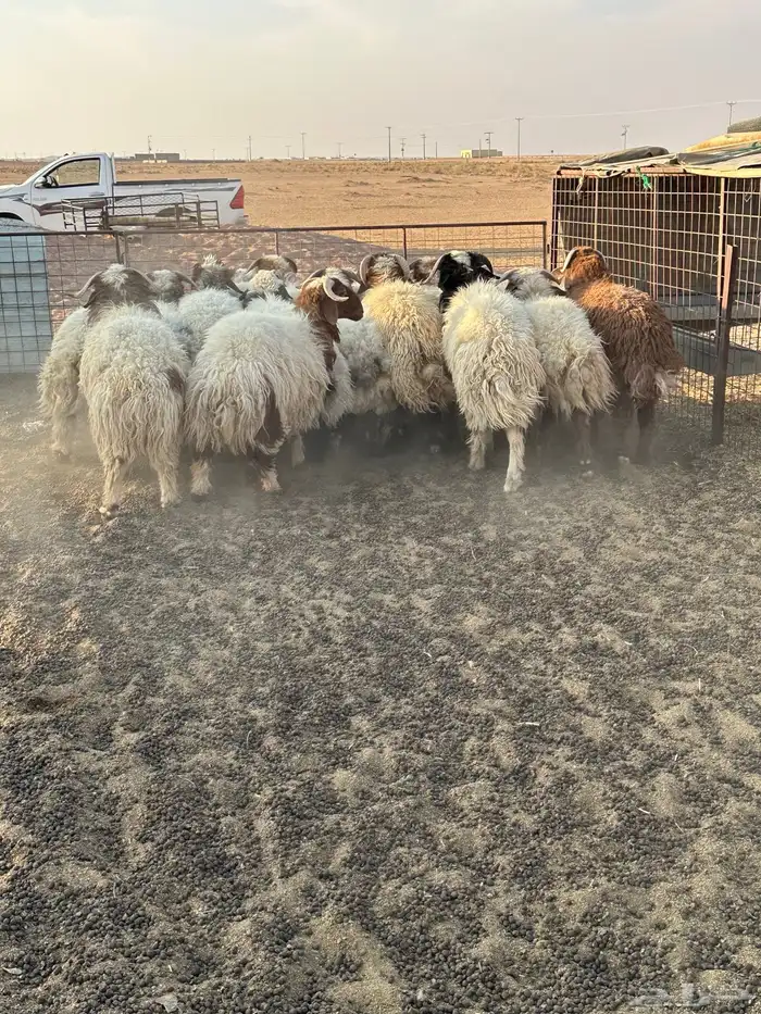 خرفان نعيم طيبه 2