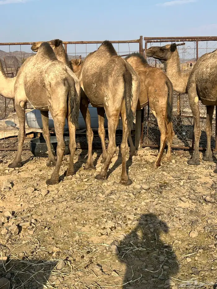 بكار لقحات وخلفات من 5800 يبلاش مراح واحد 1