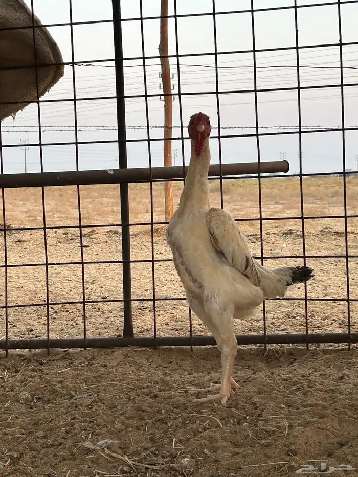 شامو ياباني تم البيع تم البيع 3