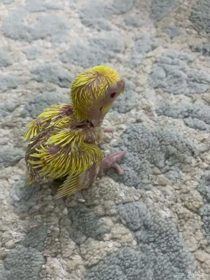 فرخ روز لاتينو 1