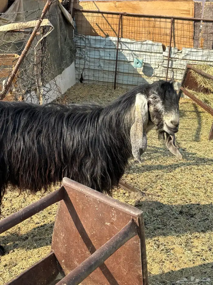 فحل عارضي أجم  مشروط 0