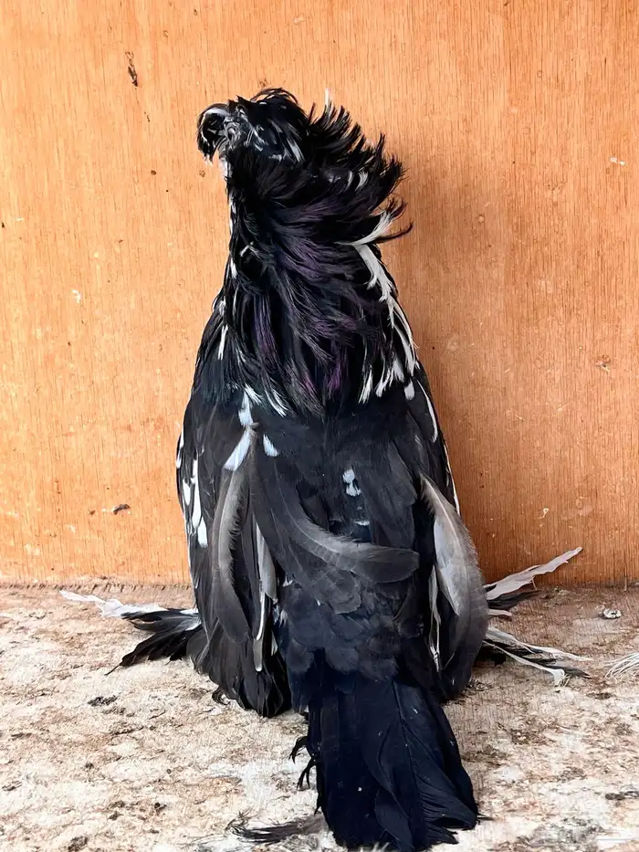 طبه بخارة سبلاش وتايقر 5