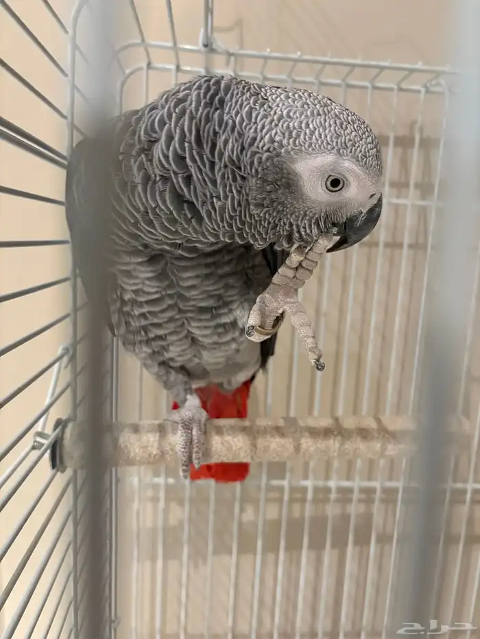 كاسكو للبيع 2