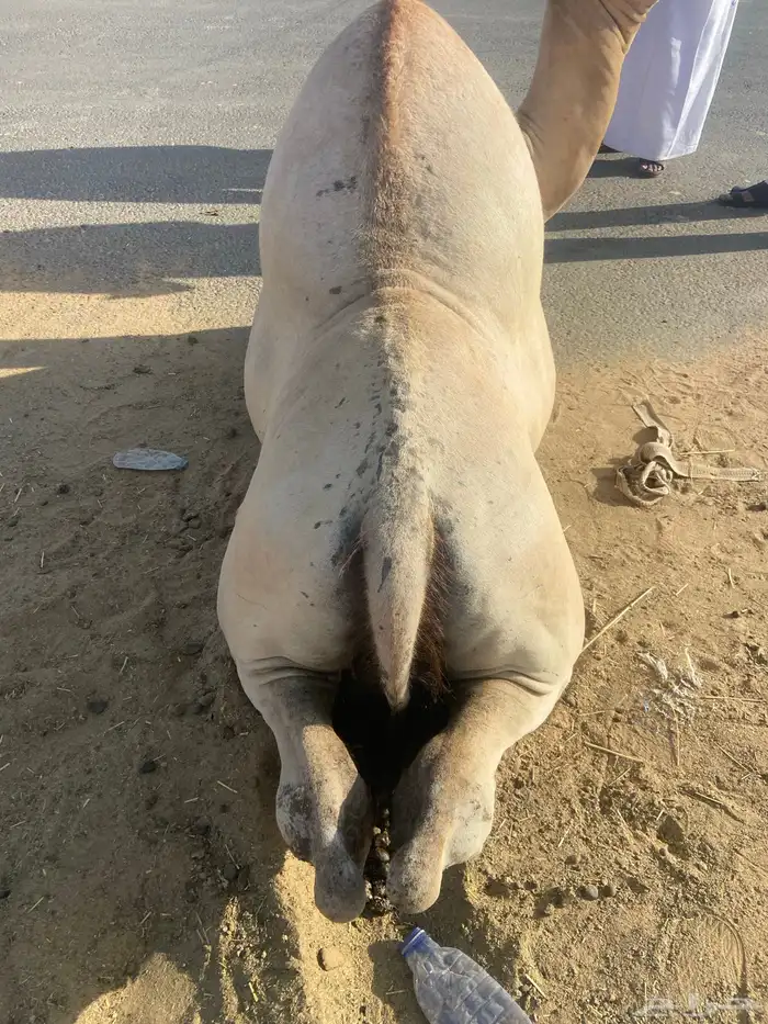 قعدان كفو للبيع تصلح زواجات ومبادي بسعار مناسبه 9