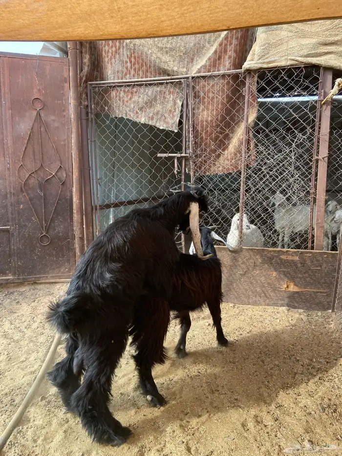 تيس صنف مشروع فحل 8