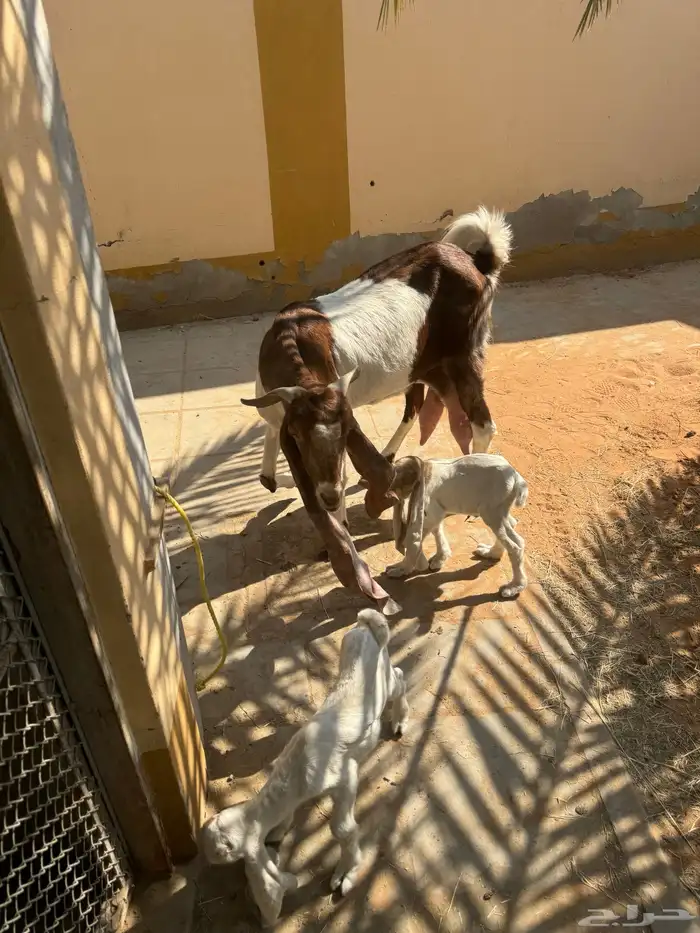 للبيع ماعز هولنديه صنف وجرم معها جفرتين 7