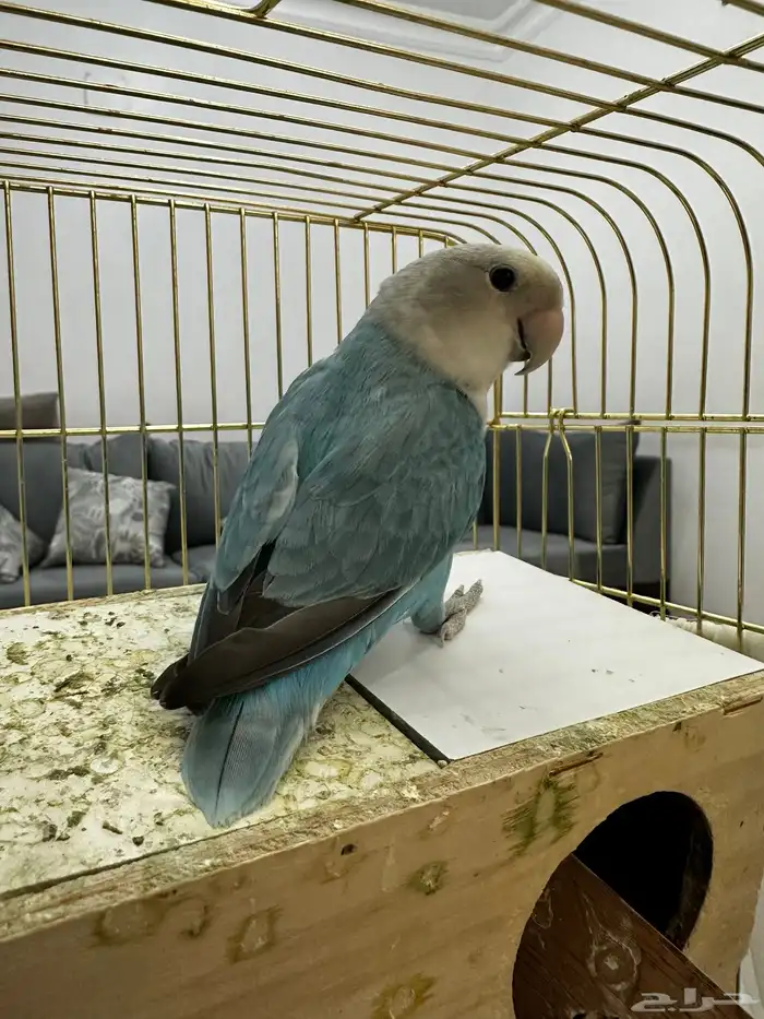 ذكر روز كان اليف جدا  الحين فيه خوف 1