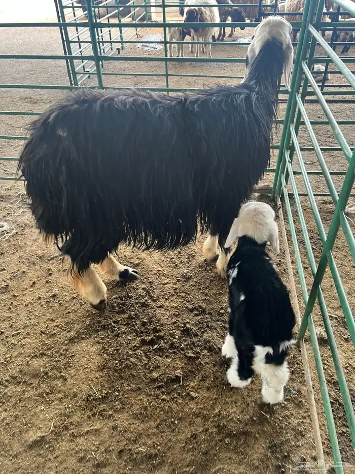 للبيع نجديه والد ( تم البيع ) 3