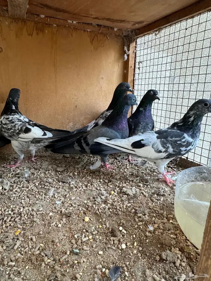 حمام باكستاني 4