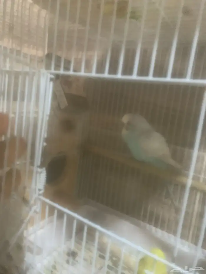 عصافير باجي جوز 0