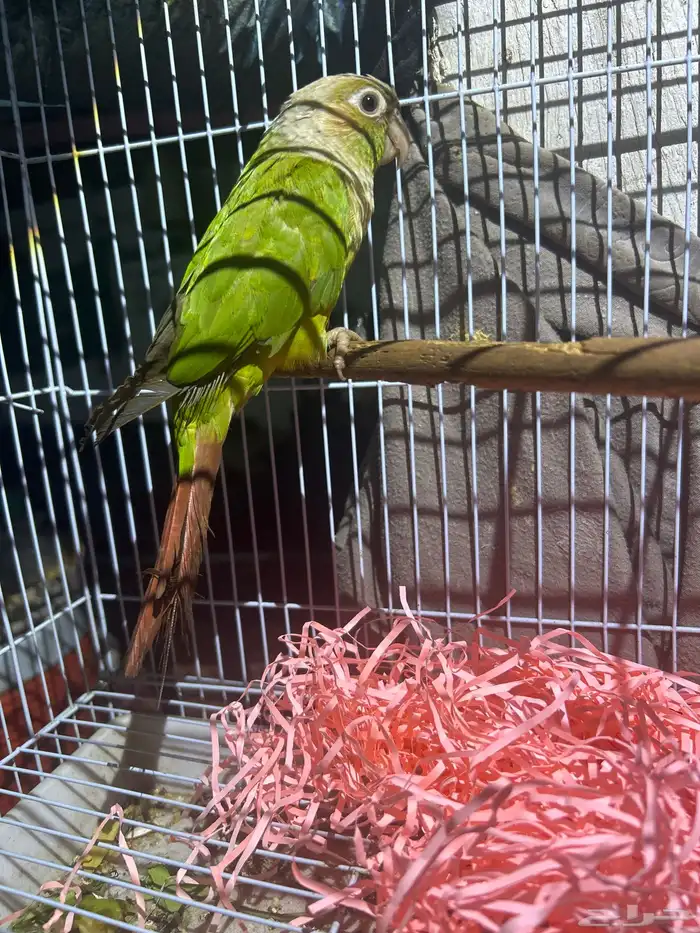 للبيع كنيور انثى 2