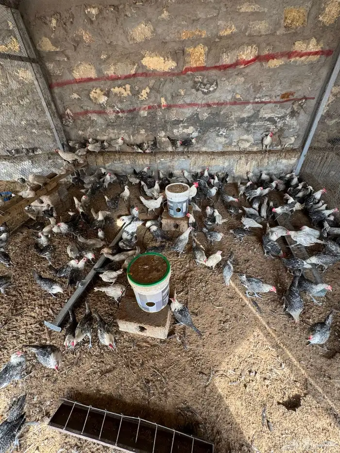 دجاج وديوك للبيع 3