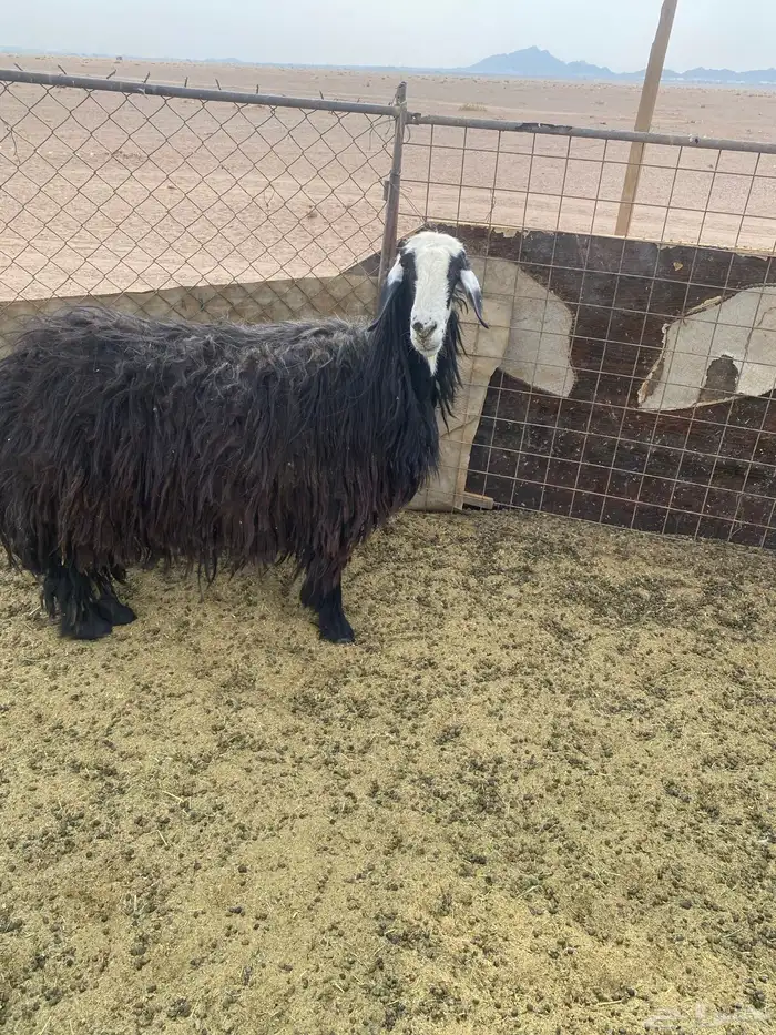 نجديه والد للبيع 2