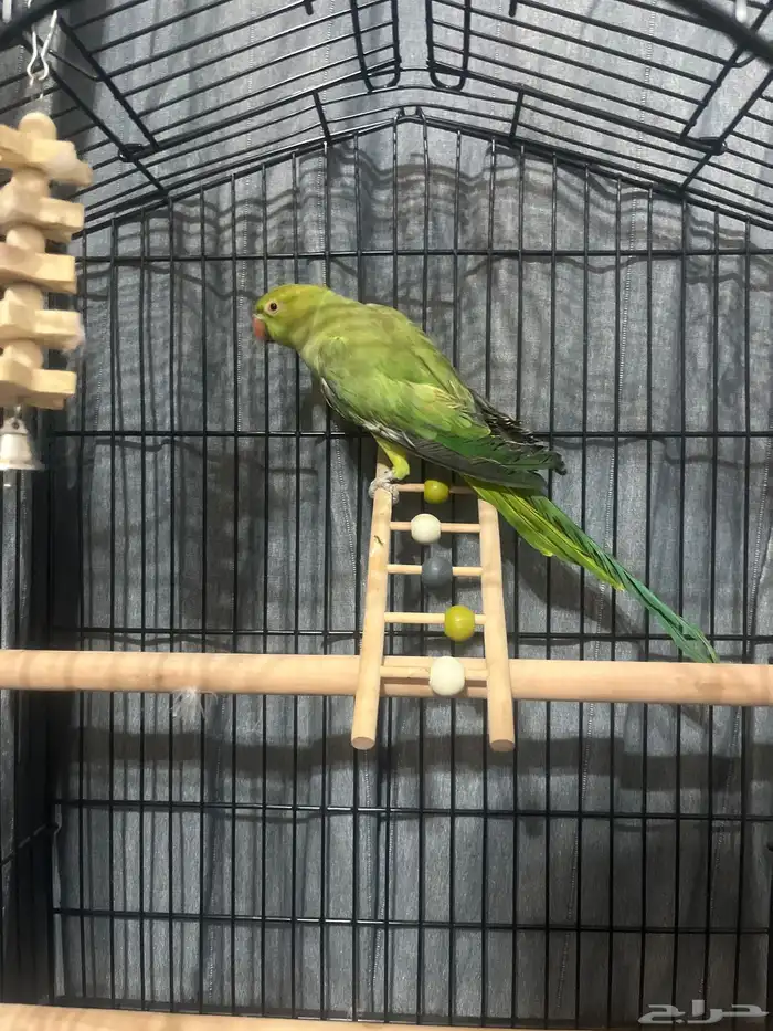 ببغاء الدره الهندي 2