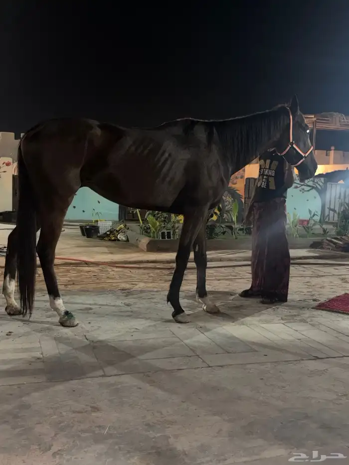 فرس انجليزية عليها حد 2500 ريال والبيع مستعجل 3