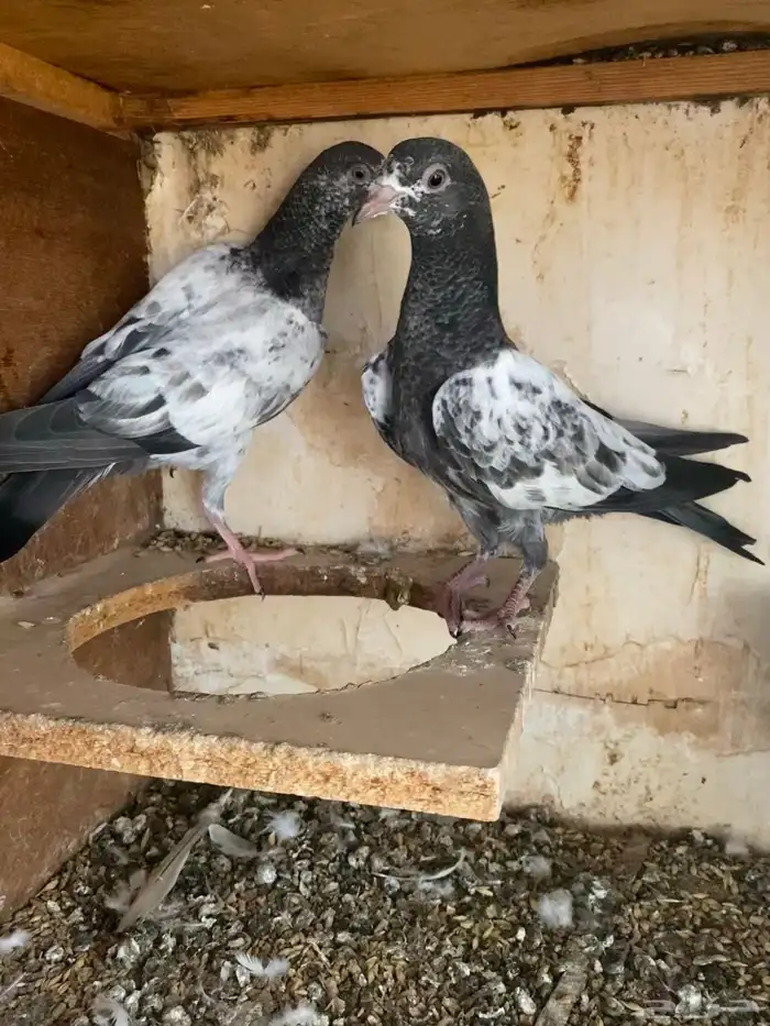 حمام باكستاني 6