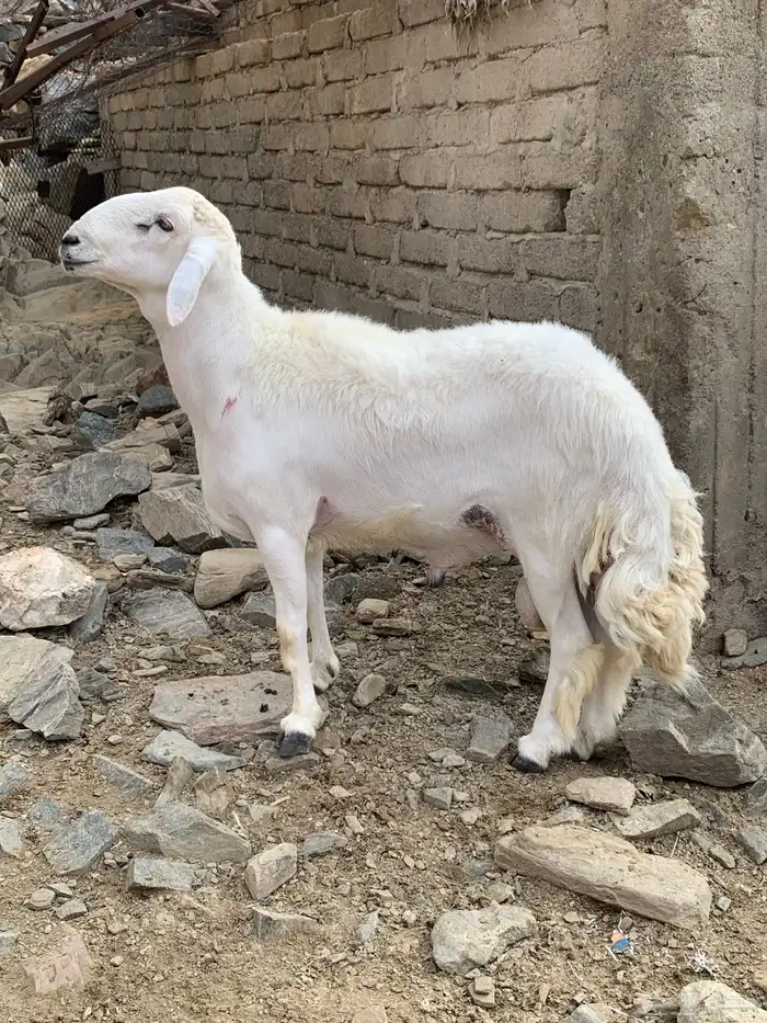 فحل حري مشروط 0