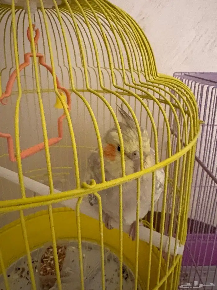 كروان للبيع 4