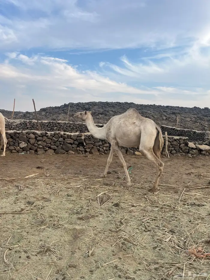 ناقه ذلول اصيله ام ثالث لقحه 0