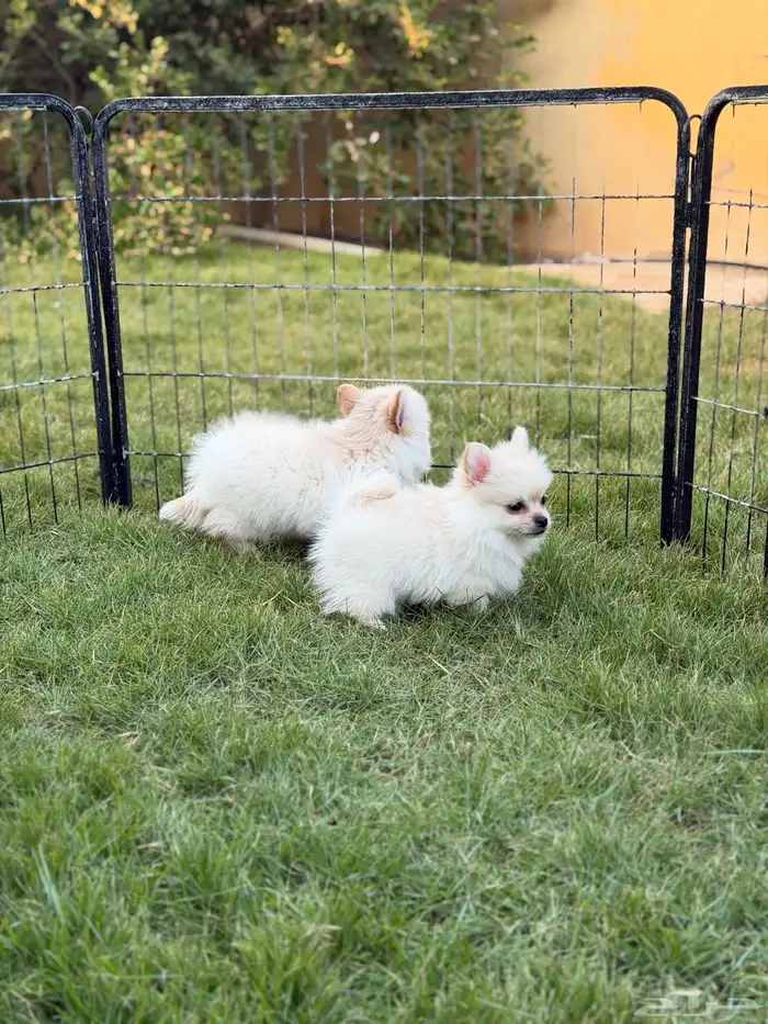 جراء بومرينيان سبيتز 8