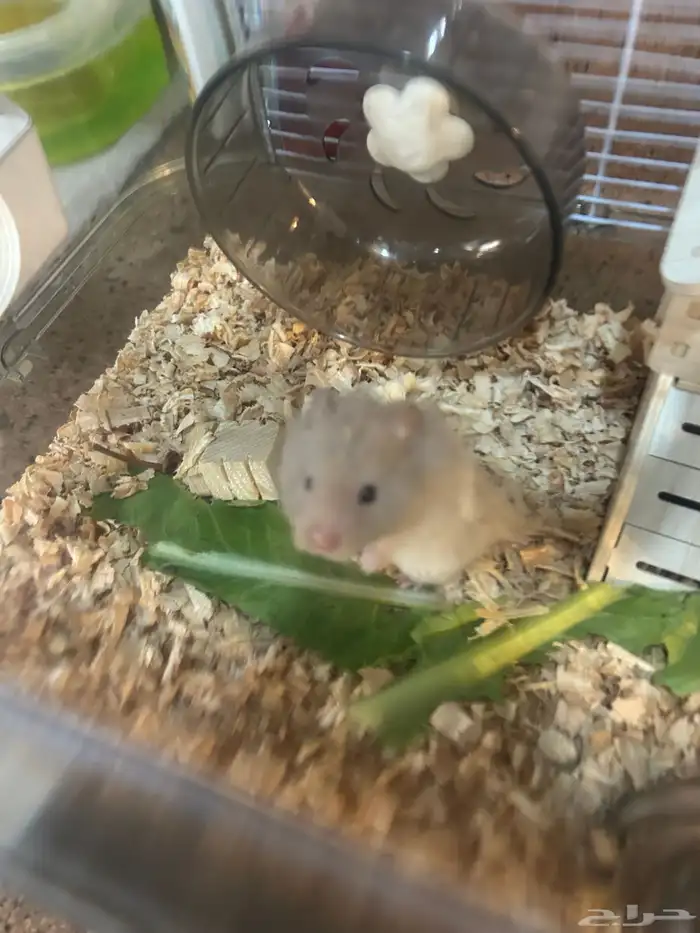 Syrian hamster 2