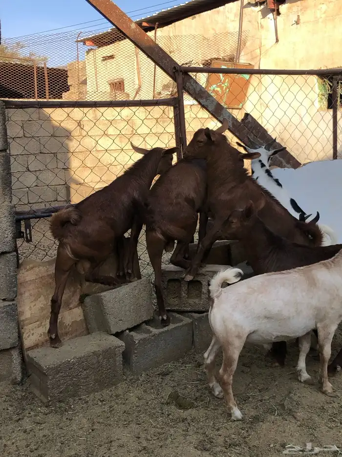 تيوس نظيفه مشروطه من كل عذروب 1