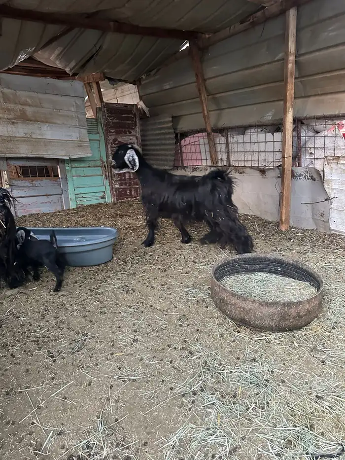 معزى عارضيه 0